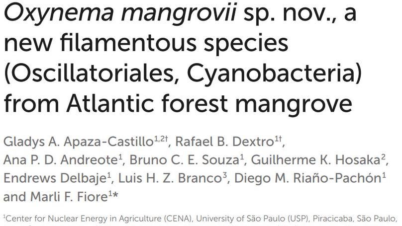 Collaboration with the research group of Prof. Marli F. Fiore on the description of Oxynema mangrovii